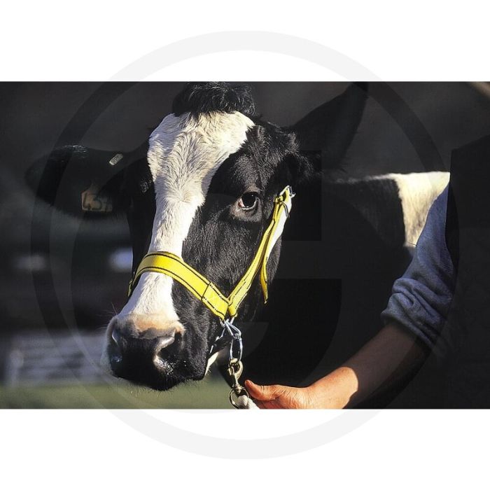 Horizont halster nylon - zeer robuust met kinketting