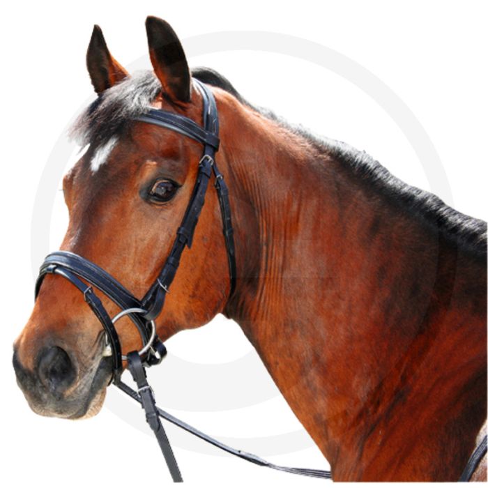 Hoofdstel voor shetlandpony's - zwart