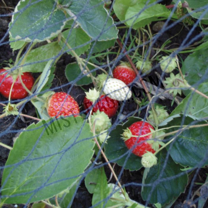 Tuinnet