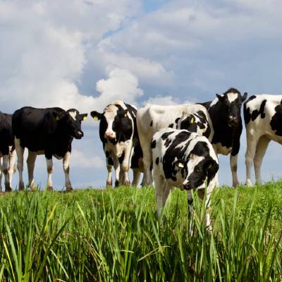 Veehouderij benodigdheden